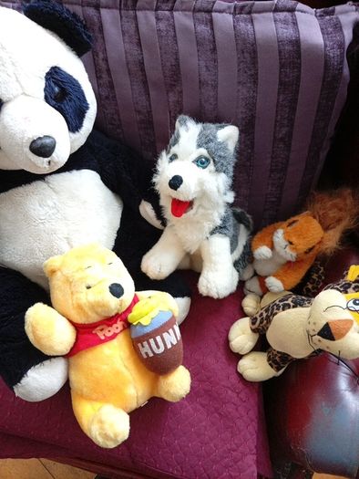 Teddys, soft toys, Teddy Bears.