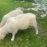 Dorset rams Image 6