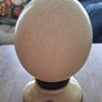 Ostrich Egg Image 2