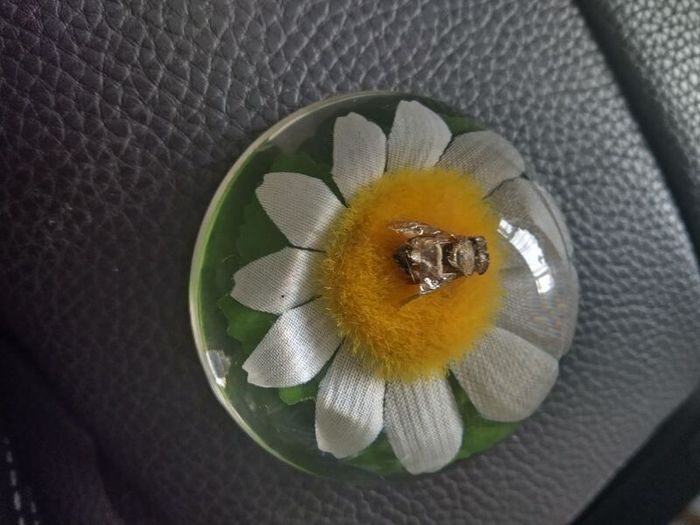 paperweight with bee inside on a daisy.Hard plastic