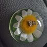 paperweight with bee inside on a daisy.Hard plastic Image 3