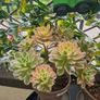 succulents bundle Image 4