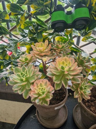 succulents