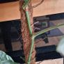 Monstera Albo Variegata Image 5