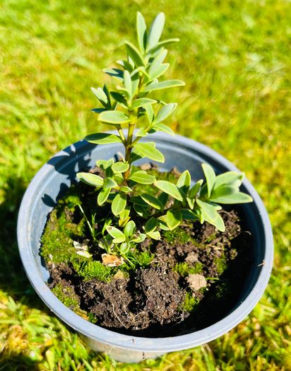 8-Piece Plant & Shrub Set incl. Fresh Mint