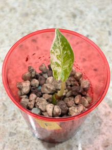 Alocasia Frydek , Variegated.  Baby Plant for Sale