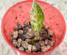 Alocasia Frydek , Variegated.  Baby Plant for Sale