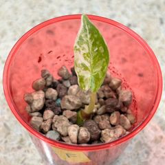 Alocasia Frydek , Variegated.  Baby Plant for Sale