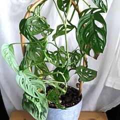 Monstera