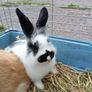 Rabbit Image 7