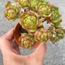 plant Image 2