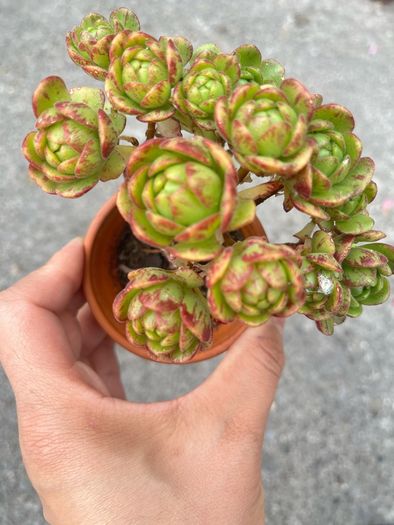 plant