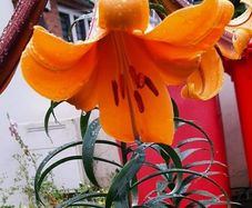 African Queen Lily bulb - last one