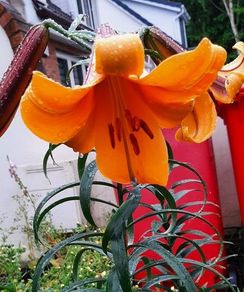 African Queen Lily bulb - last one