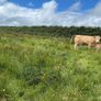 Cows calf Image 9