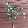 Eucalyptus gunnii Blue Ice (Cider Gum) Image 3