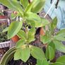 Alstromeria (Peruvian Lily) Image 2