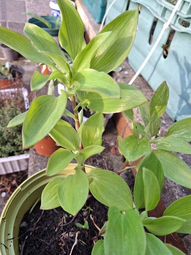 Alstromeria (Peruvian Lily)