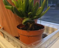 Spoon jade plant