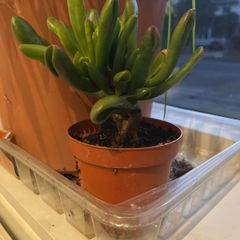 Spoon jade plant