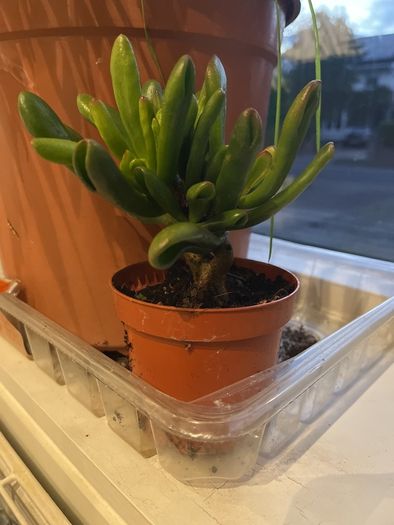 Spoon jade plant