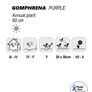 (G) Gomphrena Pink Seeds 0.3g Image 2