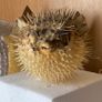 Vintage puffer fish Image 3
