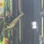Fish Tank Neocaridina Shrimps Image 3