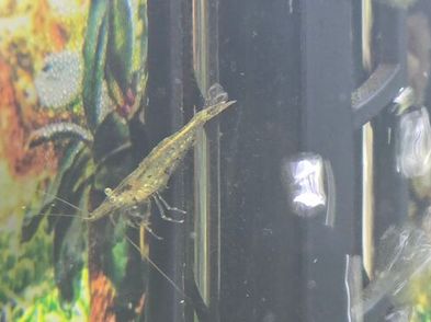 Fish Tank Neocaridina Shrimps For Sale in Saggart, Dublin from klucha200