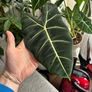 Mature Alocacia Frydek (Elephant Ear) Striking Velvet Leaves Image 3