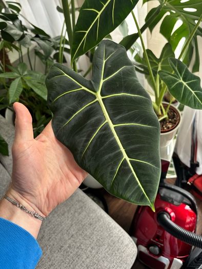 Mature Alocacia Frydek (Elephant Ear) Striking Velvet Leaves
