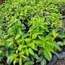 Laurel Hedging Cheap One Euro Image 8