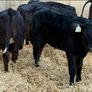 Aberdeen Angus Bulls Image 5