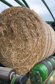 Barley Straw