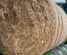 Barley Straw