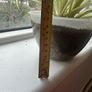 plant Image 3