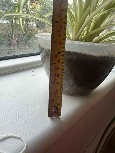 plant