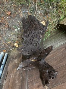Bog Wood