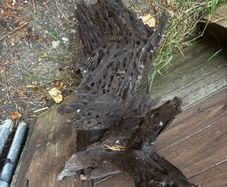 Bog Wood