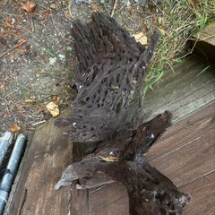 Bog Wood