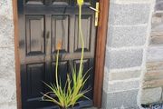 Red Hot Poker