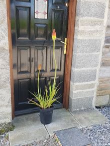 Red Hot Poker