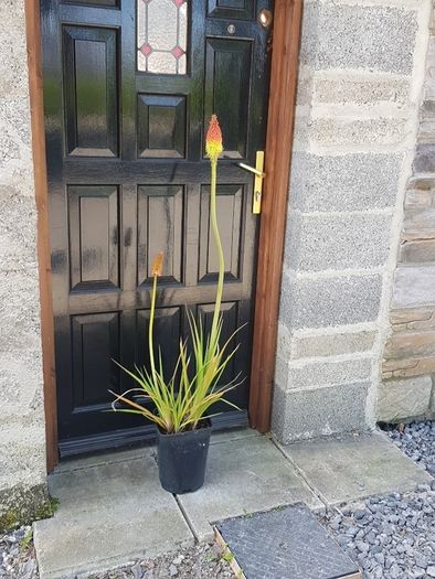 Red Hot Poker
