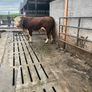 Hereford Pedigree Bull Image 2