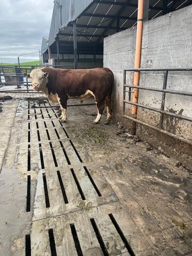 Hereford Pedigree Bull