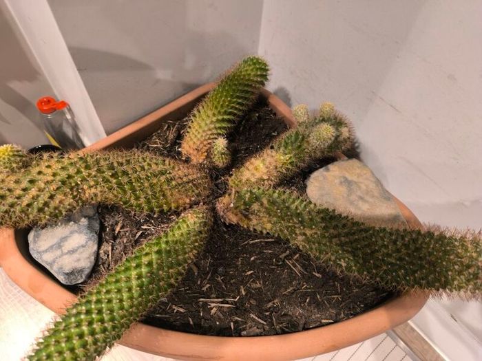 Large cactus with pot