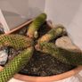 Large cactus with pot Image 3