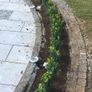 Box Hedging Image 9
