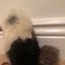 Kookaburra Image 3