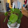 plants Image 3